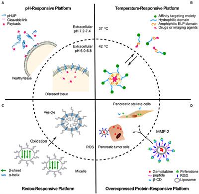 Tumor Microenvironment–Responsive Peptide-Based Supramolecular Drug Delivery System